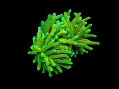 Euphyllia glabrescens (Vibrant Yellow-Green) (S) pb 206
