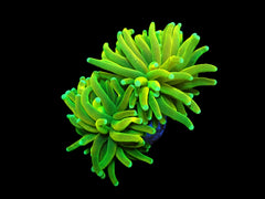 Euphyllia glabrescens (Vibrant Yellow-Green) (S) pb 223