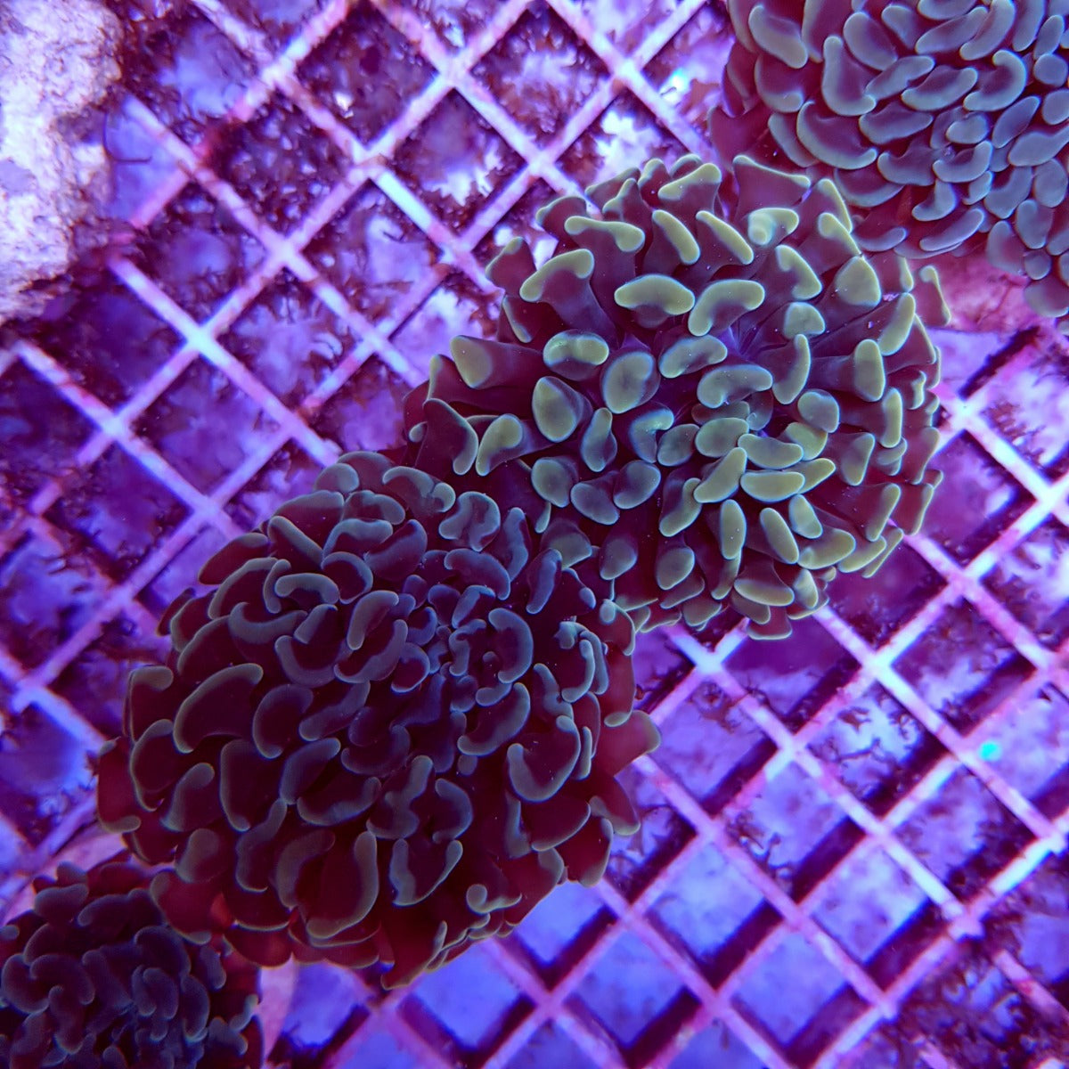 Euphyllia paraancora (Common) (p/h)