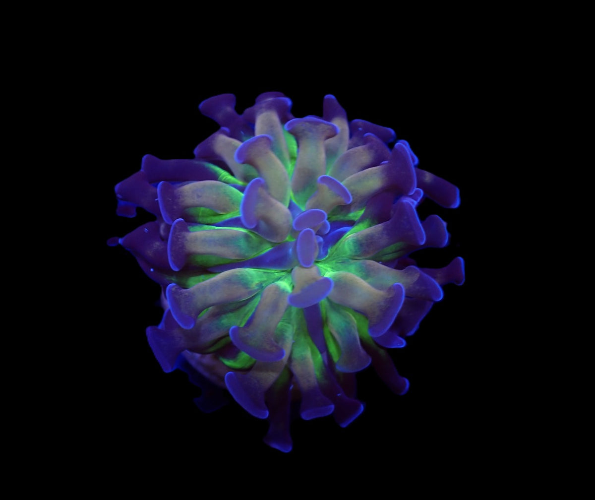 Euphyllia paraancora (DJM Voodoo Child) (1 hd.)