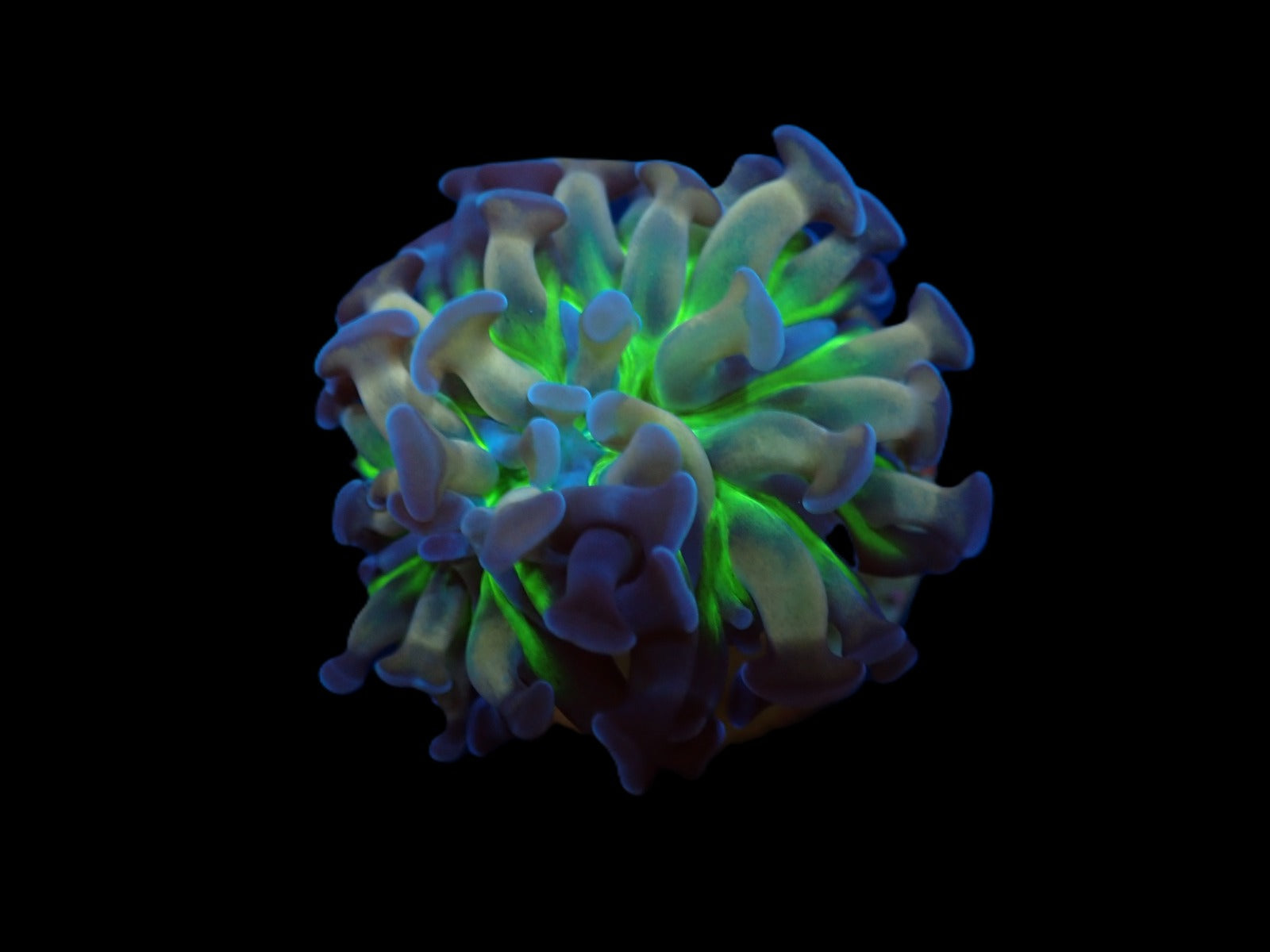Euphyllia paraancora (DJM Voodoo Child) (1 hd.)