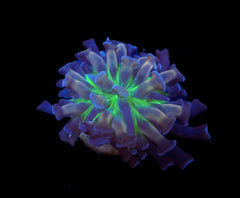 Euphyllia paraancora (DJM Voodoo Child) (1 hd.)