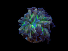 Euphyllia paraancora (DJM Voodoo Child) (1 hd.)