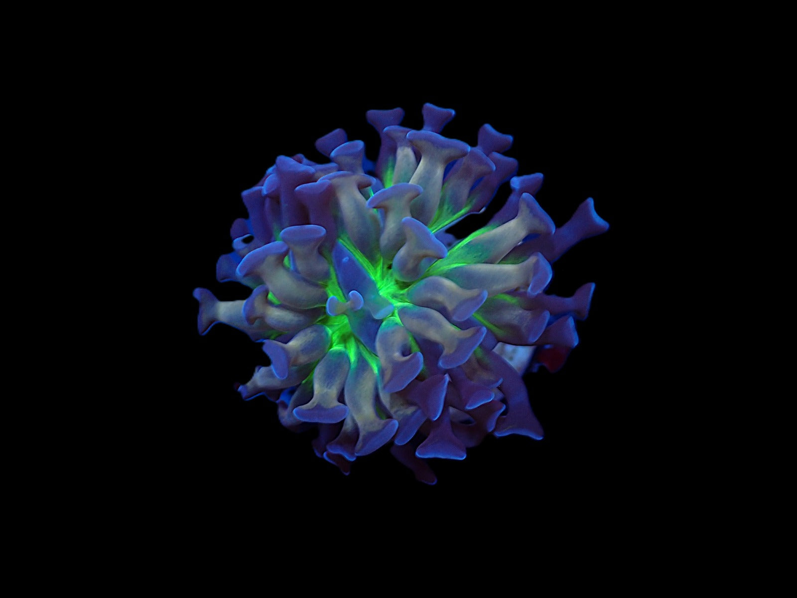 Euphyllia paraancora (DJM Voodoo Child) (1 hd.)