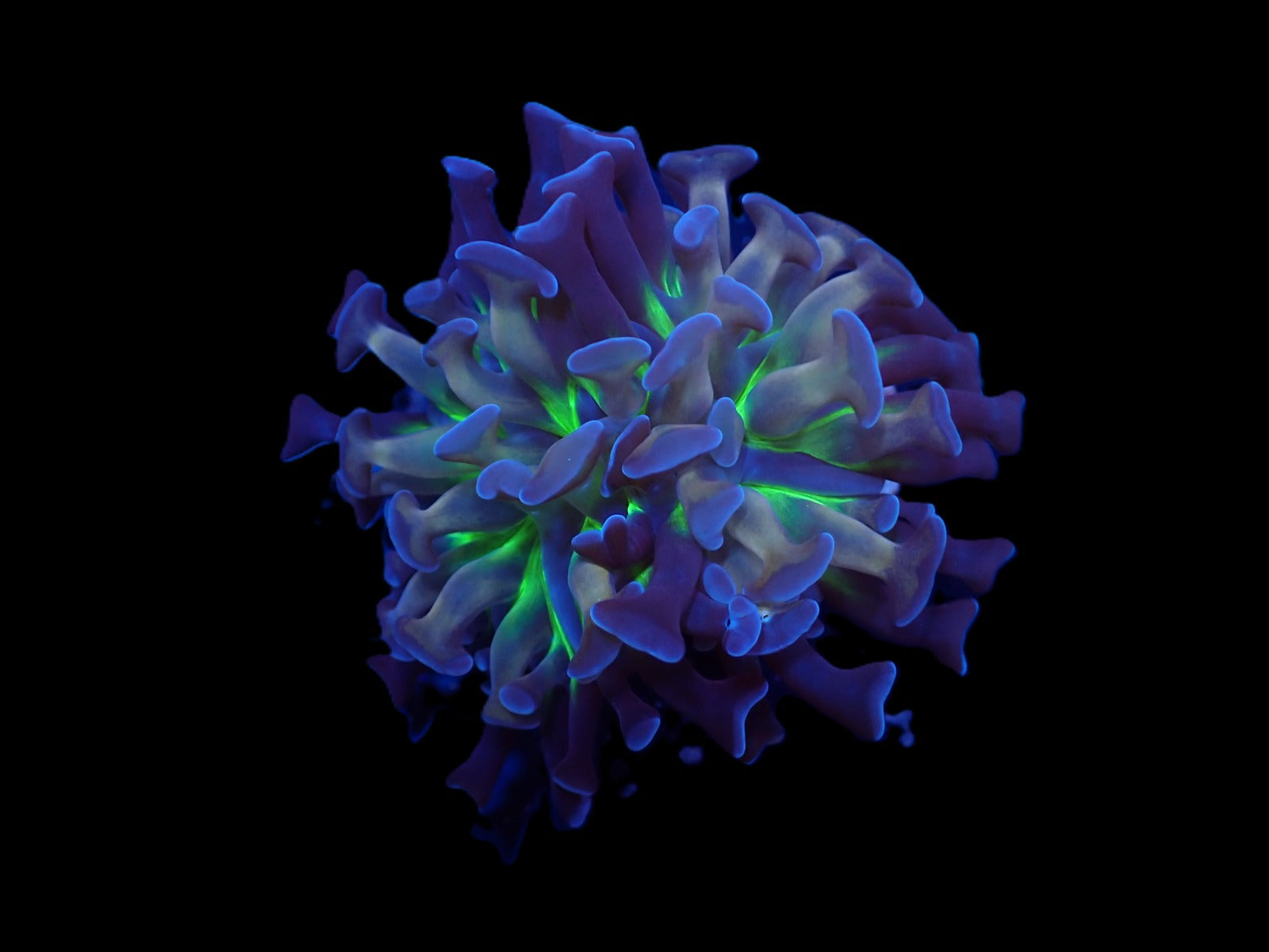 Euphyllia paraancora (DJM Voodoo Child) (1 hd.)