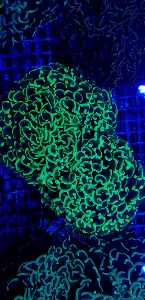 Euphyllia paraancora (Green) (Premium)