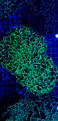 Euphyllia paraancora (Green) (Premium)