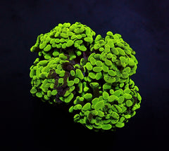 Euphyllia paraancora (Green) (Ultra)