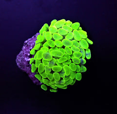 Euphyllia paraancora (Green) (Ultra) (1 hd.)