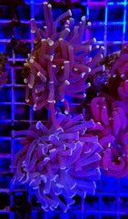 Euphyllia paraancora (Orange-Pink)