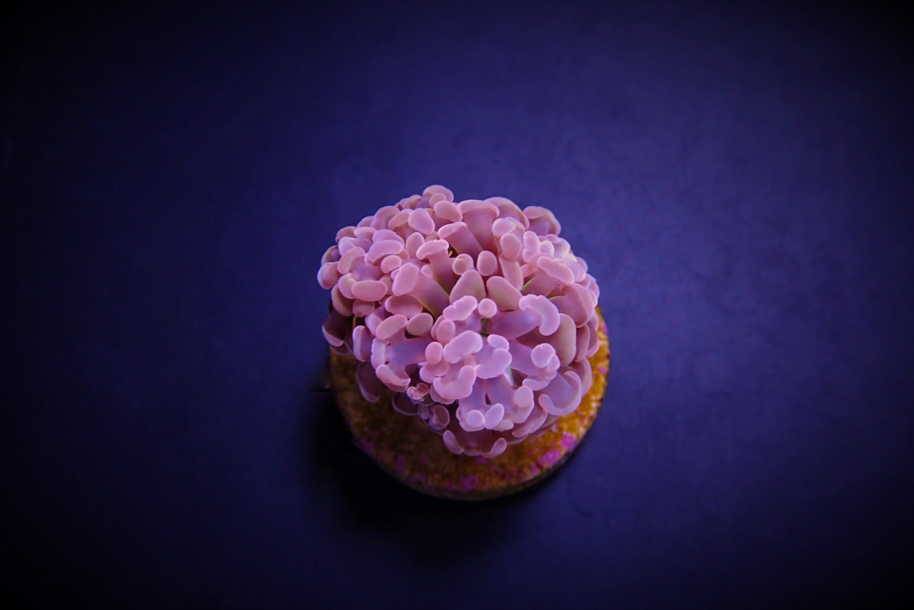 Euphyllia paraancora (Orange-Pink) (p/h)