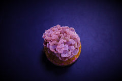 Euphyllia paraancora (Orange-Pink) (p/h)