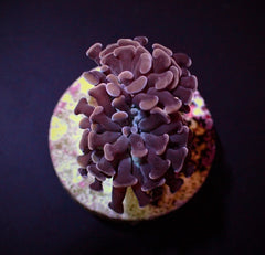 Euphyllia paraancora (Orange-Pink) (p/h)