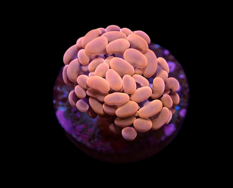 Euphyllia paraancora (Orange-Pink) (Premium) (p/h)