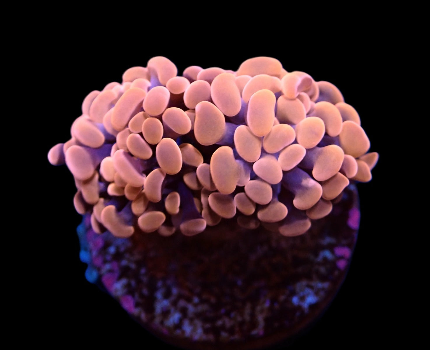 Euphyllia paraancora (Orange-Pink) (Premium) (p/h)