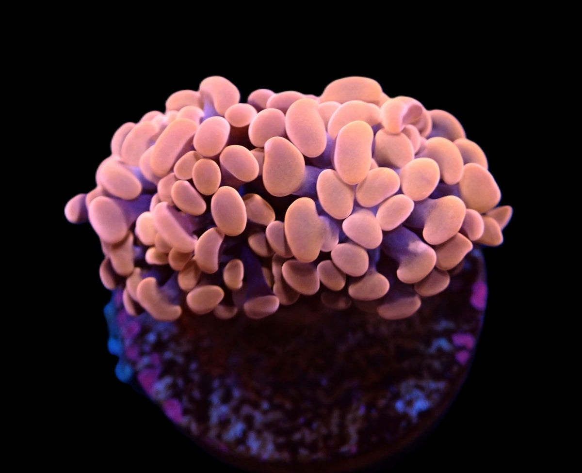 Euphyllia paraancora (Orange-Pink) (Premium)