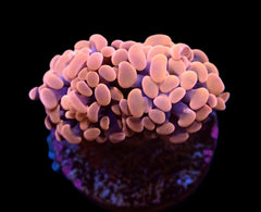 Euphyllia paraancora (Orange-Pink) (Premium)