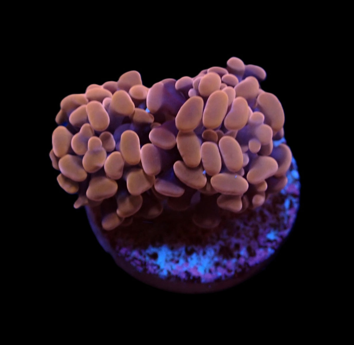 Euphyllia paraancora (Orange-Pink) (Premium)