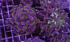Euphyllia paraancora (Two Tone)
