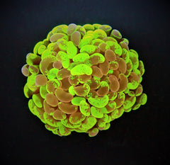 Euphyllia paraancora (Two Tone) (p/h)