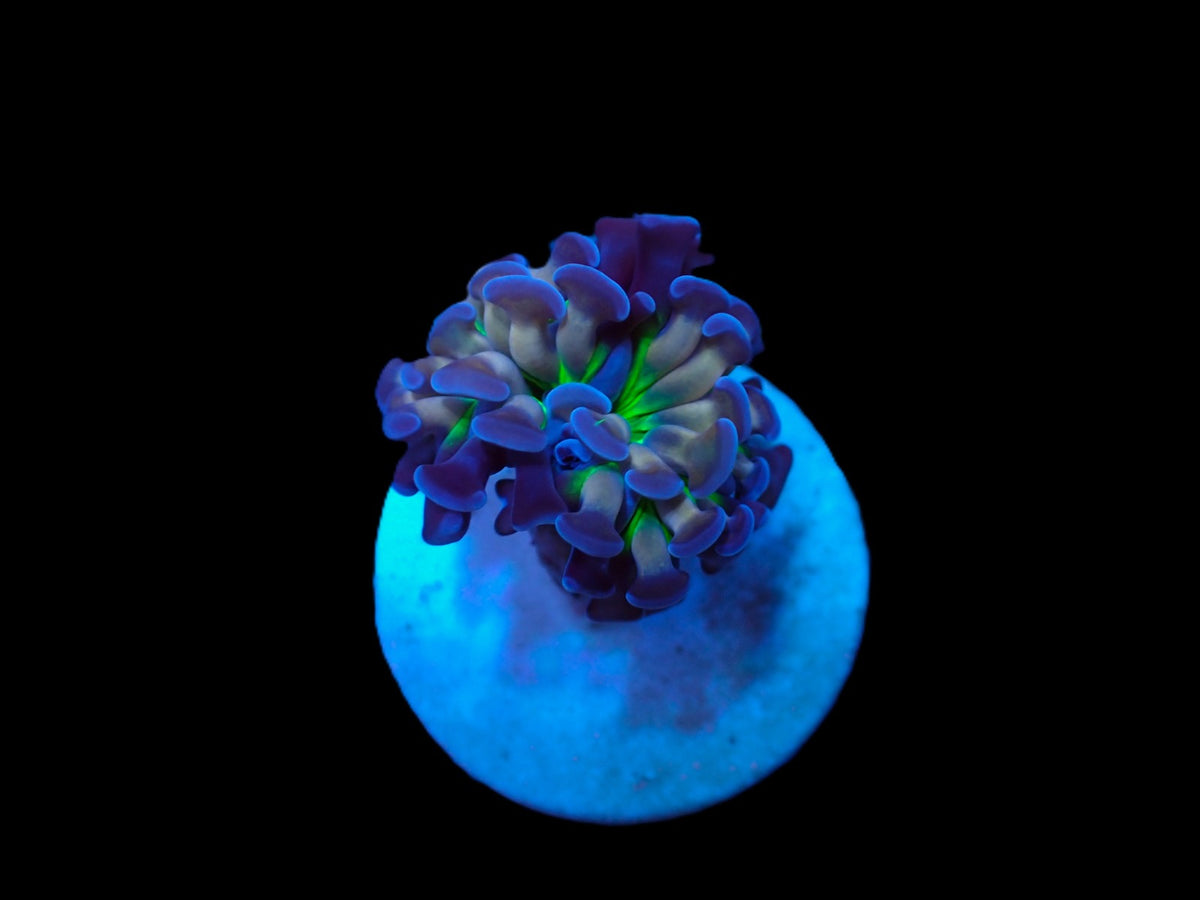 Euphyllia paraancora (Voodoo Child)