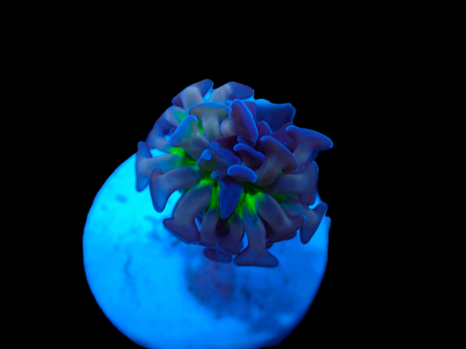 Euphyllia paraancora (Voodoo Child) (p/h)