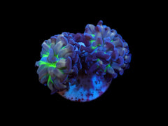 Euphyllia paraancora (Voodoo Child)