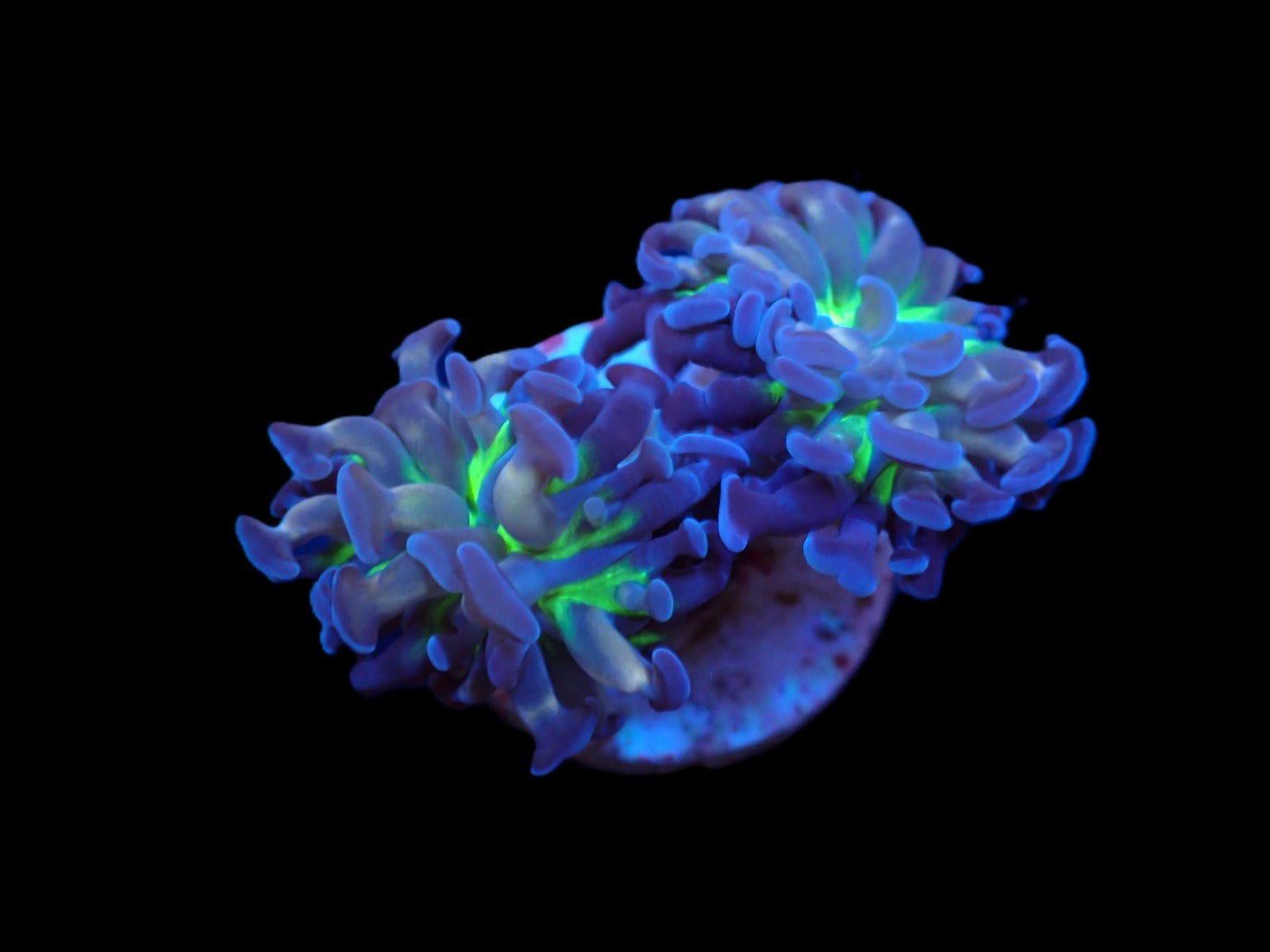 Euphyllia paraancora (Voodoo Child)