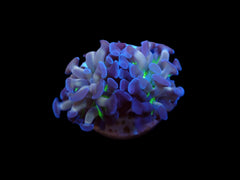 Euphyllia paraancora (Voodoo Child) (p/h)