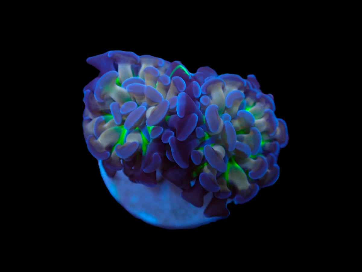 Euphyllia paraancora (Voodoo Child) (p/h)