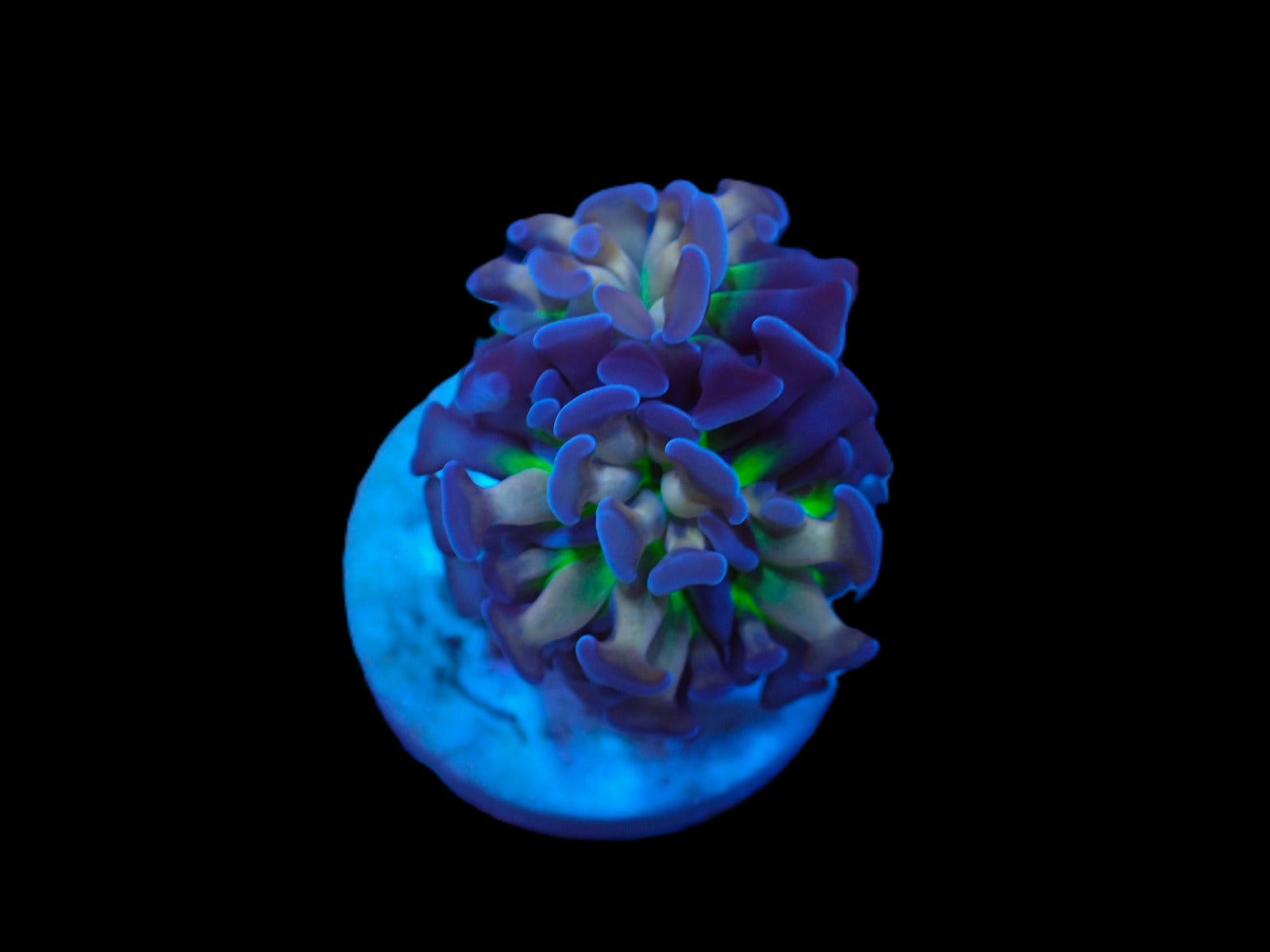 Euphyllia paraancora (Voodoo Child) (p/h)
