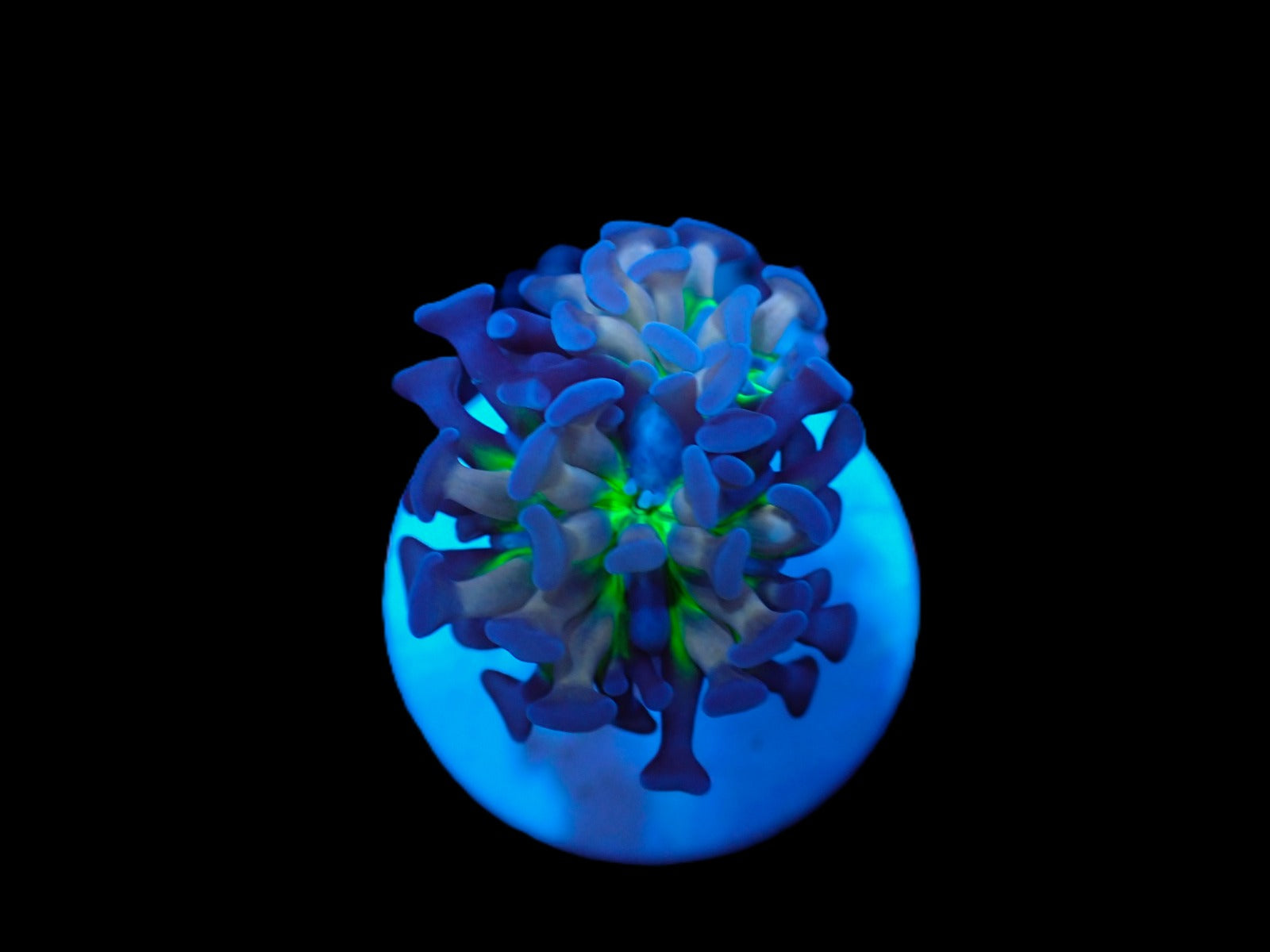 Euphyllia paraancora (Voodoo Child) (p/h)
