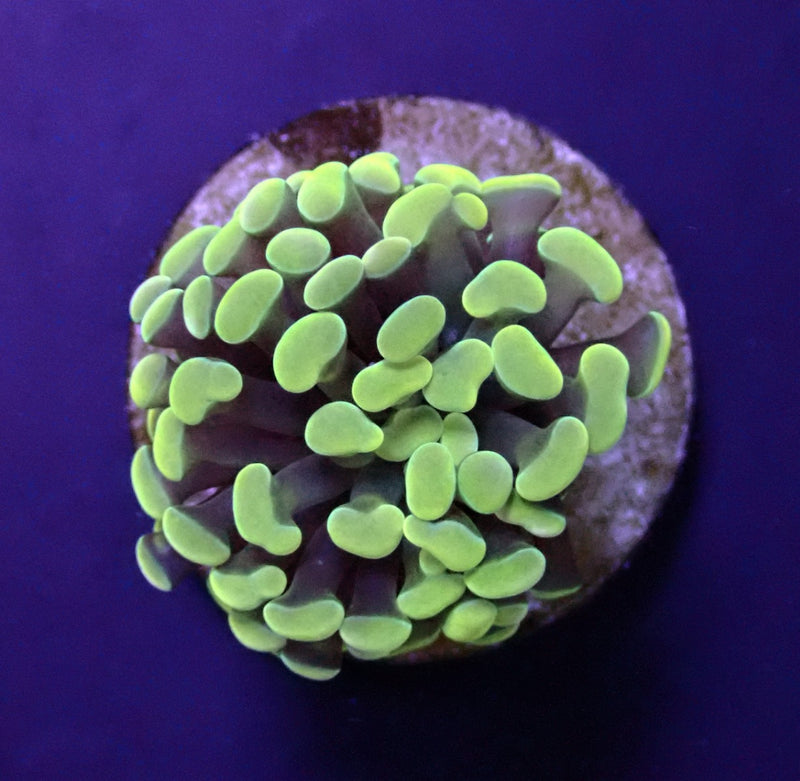 Euphyllia paraancora (Yellow-Gold) (p/h)