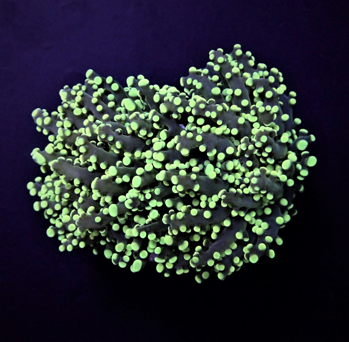 Euphyllia paradivisa (Green) (p/h)