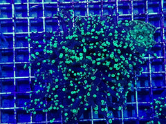 Euphyllia paradivisa (Green)