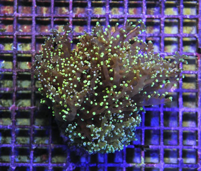Euphyllia paradivisa (Green) (p/h)