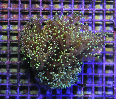 Euphyllia paradivisa (Green) (p/h)