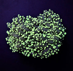 Euphyllia paradivisa (Green) (p/h)
