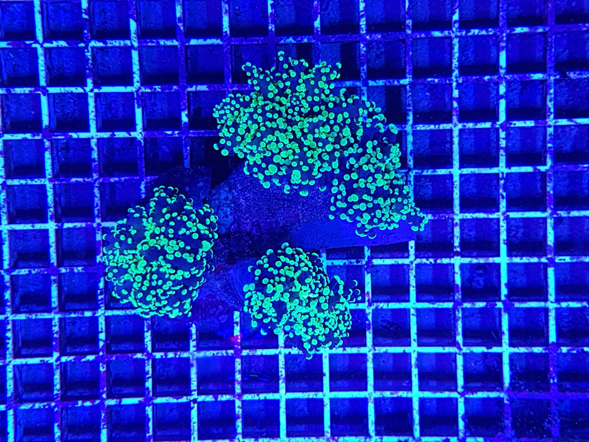 Euphyllia paradivisa (Green) (Premium) (p/h)