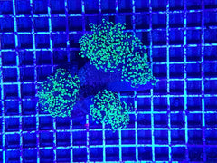 Euphyllia paradivisa (Green) (Premium) (p/h)
