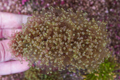 Euphyllia paradivisa (Green) (Premium) (p/h)