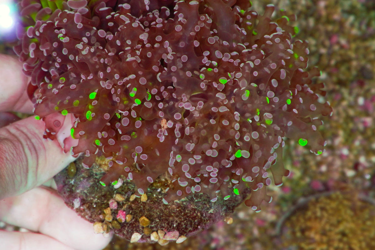 Euphyllia paradivisa (Green) (Premium)