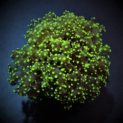 Euphyllia paradivisa (Green) (Premium)