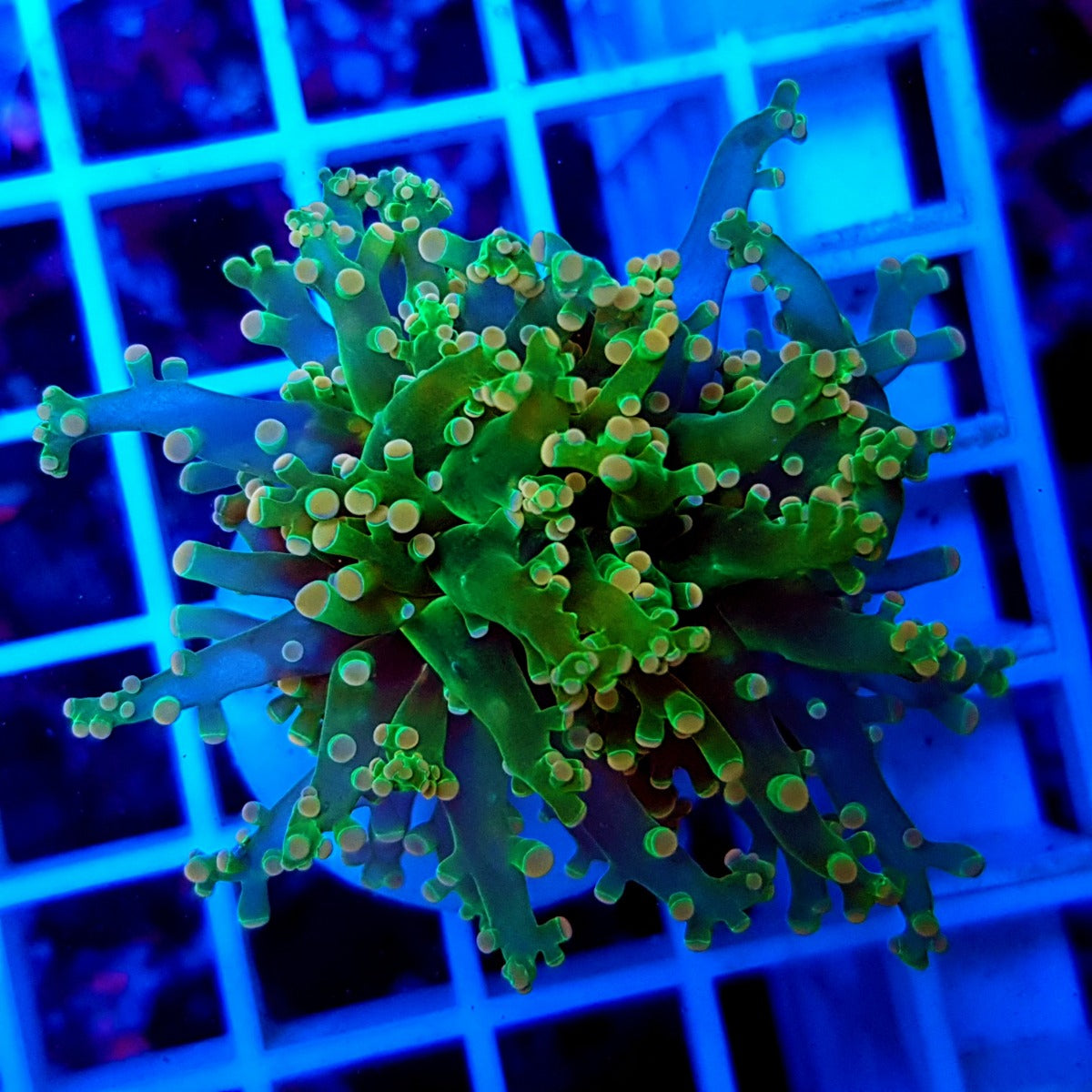 Euphyllia paradivisa (Green) (Ultra) (p/h)