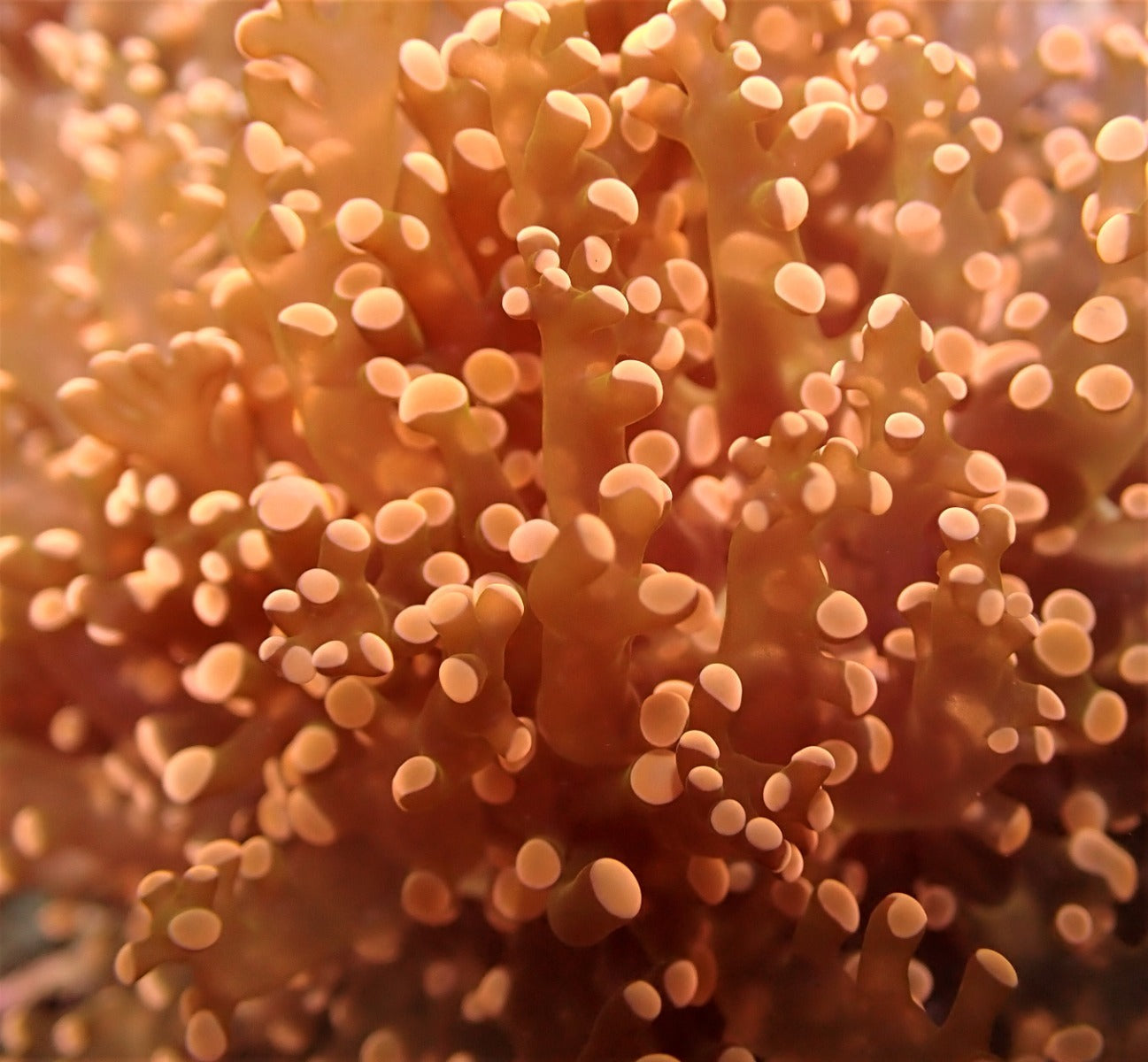 Euphyllia paradivisa (Orange-Yellow) (1 hd.)