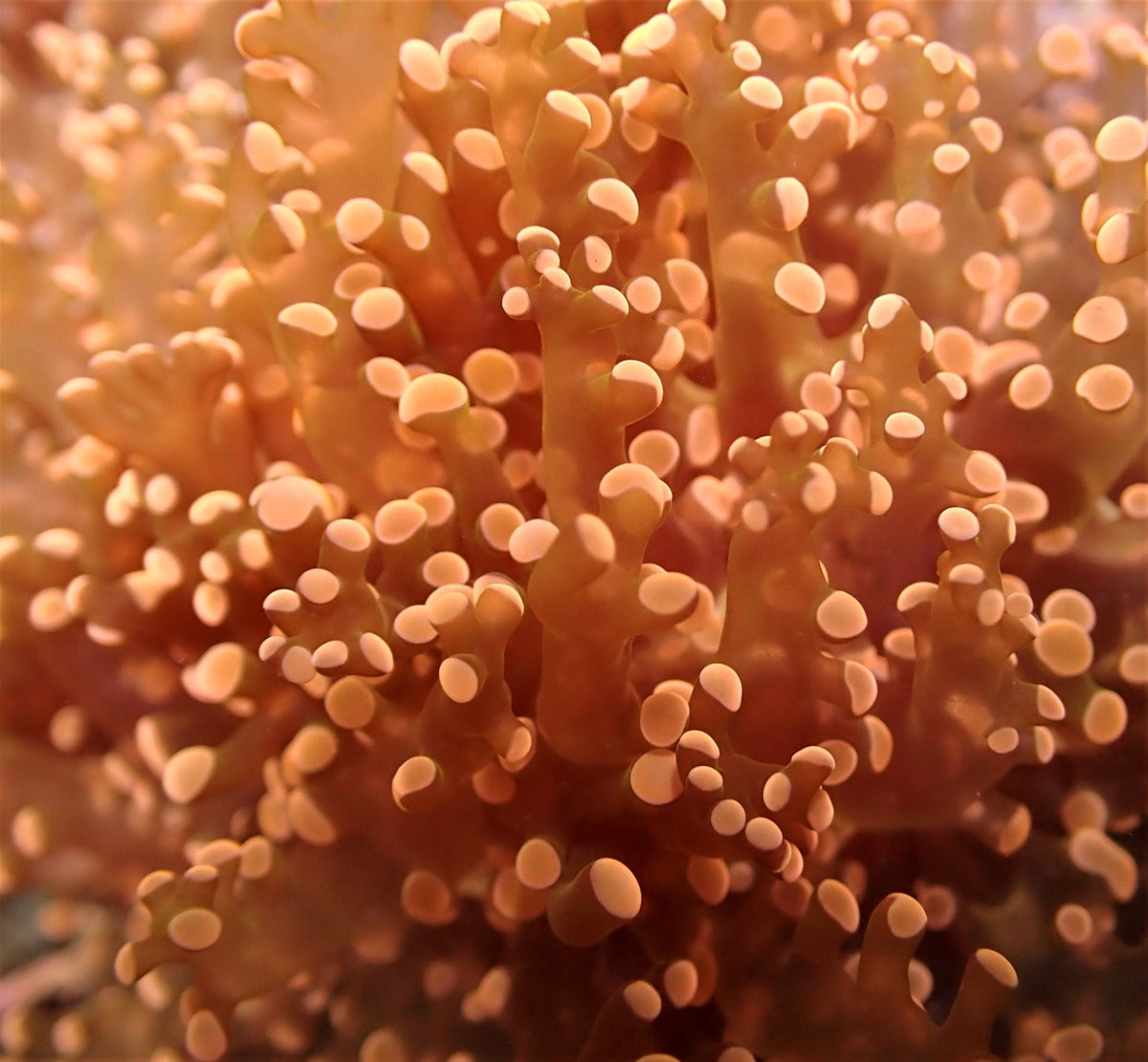 Euphyllia paradivisa (Orange-Yellow) (p/h)