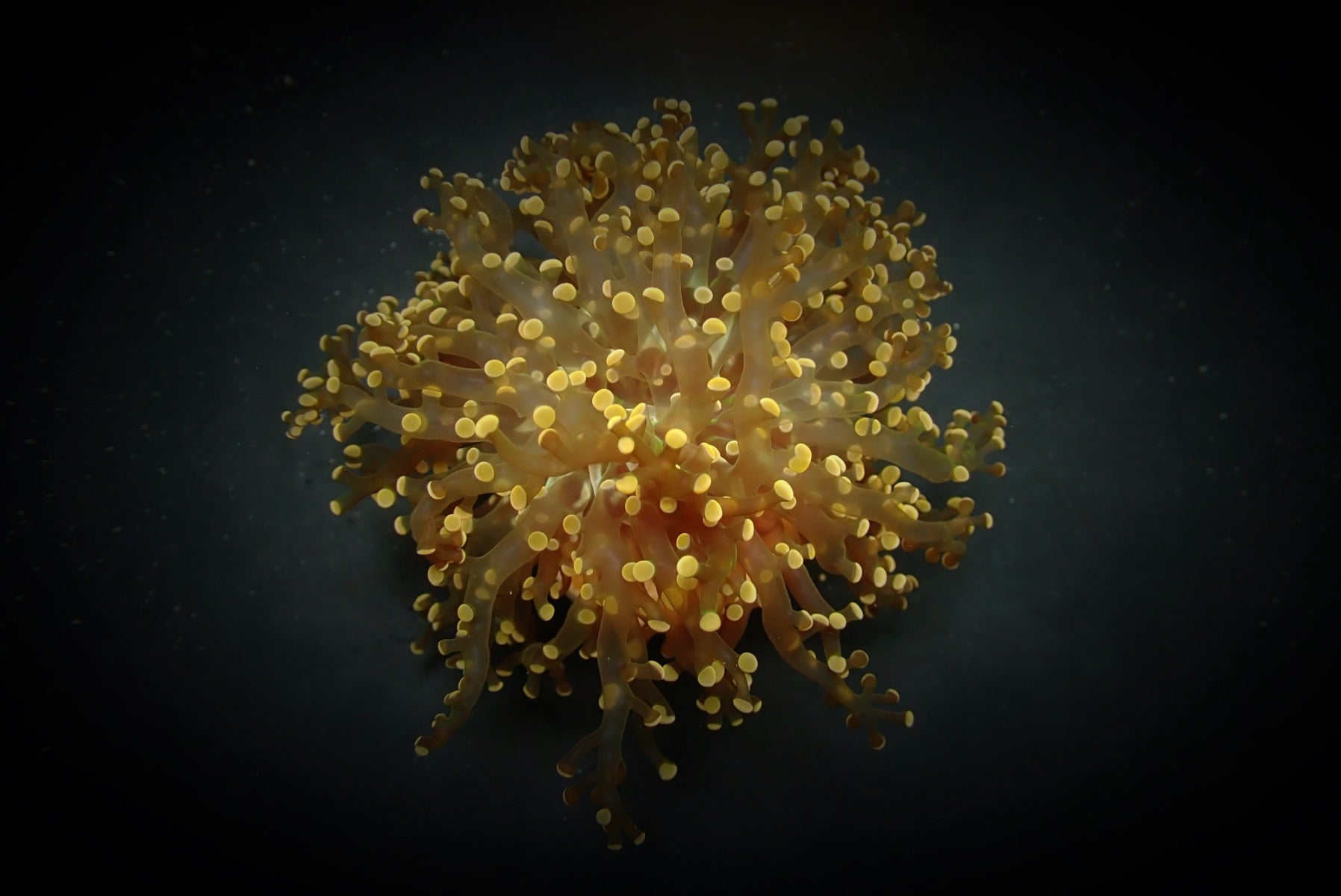 Euphyllia paradivisa (Orange-Yellow) (p/h)