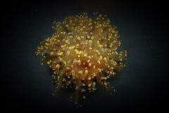Euphyllia paradivisa (Orange-Yellow) (p/h)