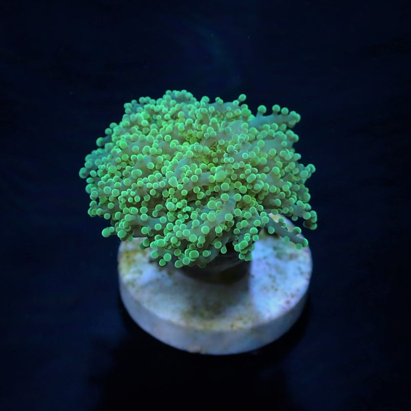 Euphyllia yaeyamaensis (Green) (Premium) (p/h)