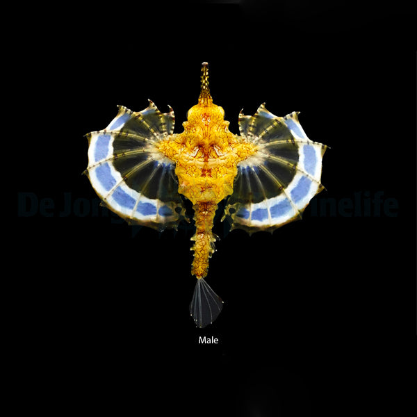 Eurypegasus draconis